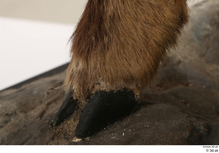 Alpine chamois Rupicapra rupicapra foot hoof leg 0002.jpg